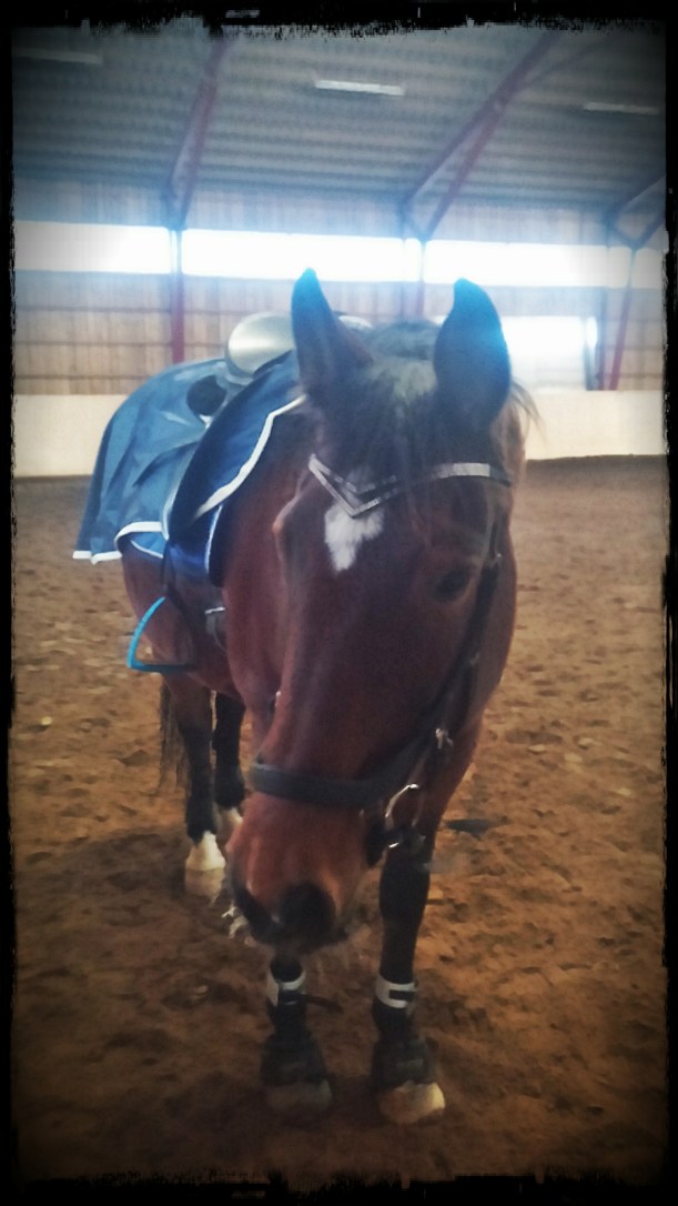 CAM02021_Hagrid_Vignette_Cornered